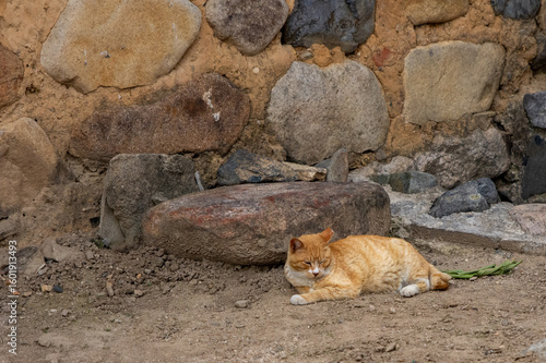 Photography Ginger wild cat rests near rocks