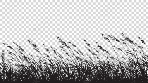 Vector  silhouette of grass field with seed heads blowing in the wind against a transparent checkered background