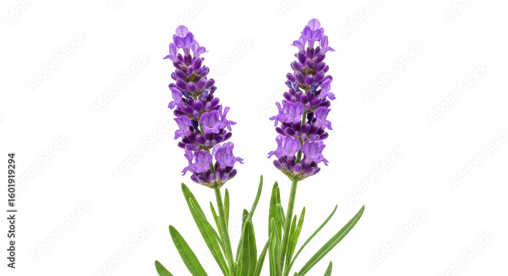 Obraz premium Two Lavender Sprigs Isolated On Black