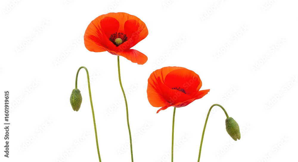 Obraz premium Two Red Poppies On Black Background