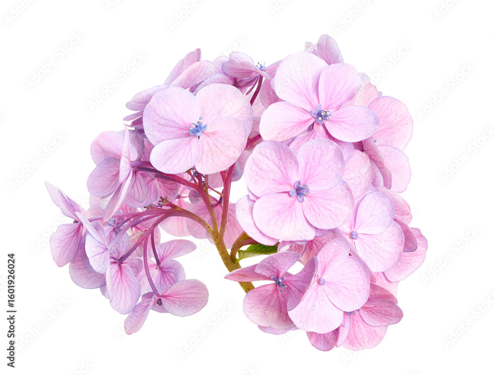Naklejka premium Hydrangea flower, Hydrangea macrophylla, isolated on white background, with clipping path