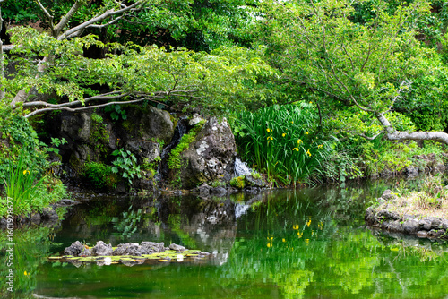 stream in the forest