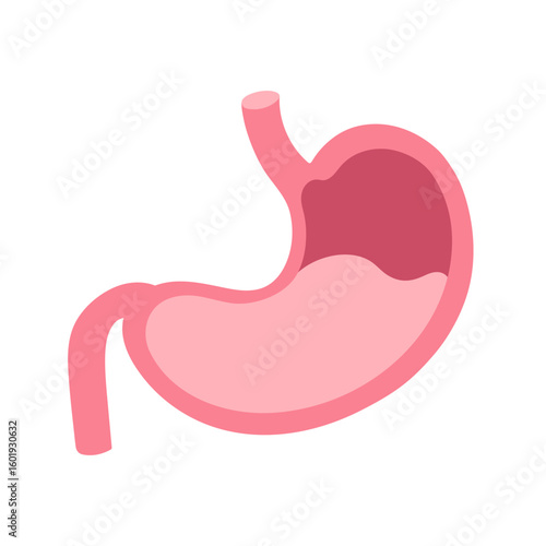 Human stomach organ vector illustration. Simple flat design for posters, banners, cards. Surgery, medicine topic. Human stomach icon isolated on white bg