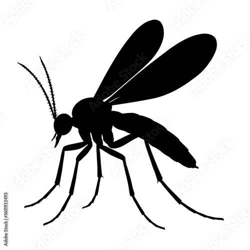 Fungus gnat adult illustration vector silhouette