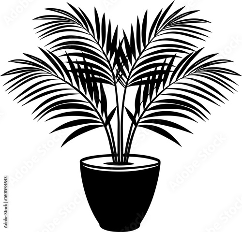 palm tree isolated on white