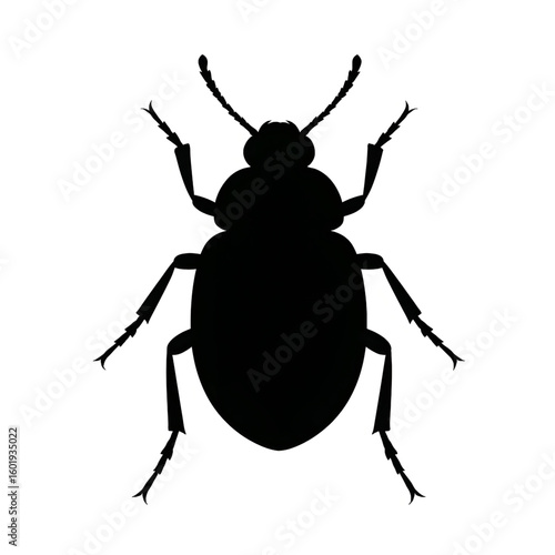Beetle illustration vector silhouette