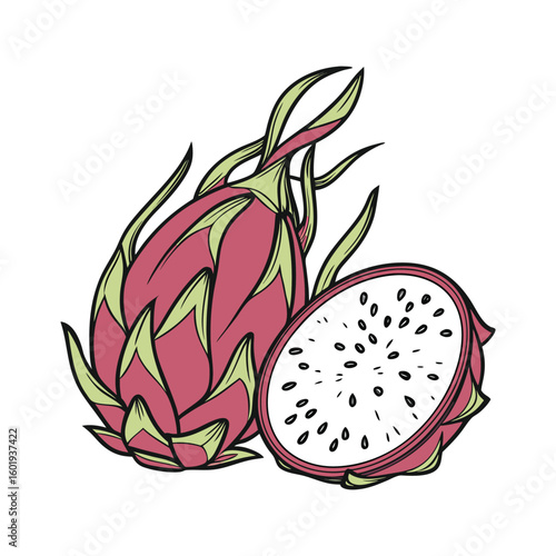 vector illustration of an apple