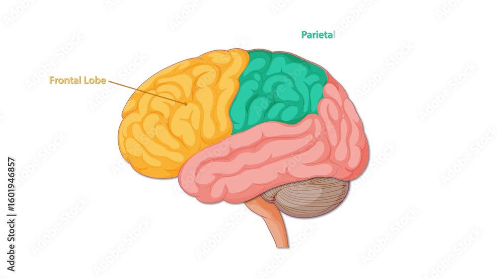 Animated Diagram Highlighting Human Brain Lobes and Regions Stock ビデオ ...
