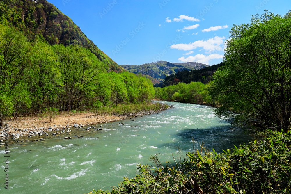 Fototapeta premium 春の赤石川