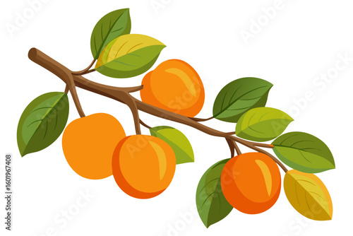 Illustration of fresh apricot tree branch with green leaves for healthy eating concept design