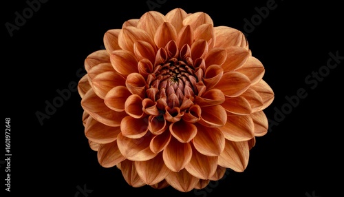 Close-up of a rich orange dahlia