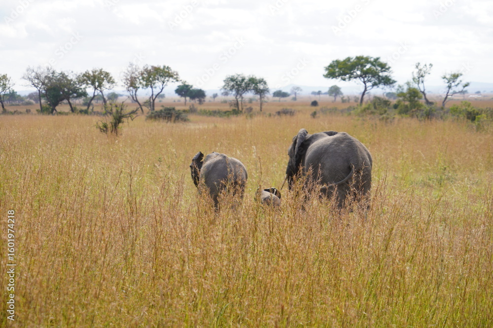 Fototapeta premium African Elephants in Search of Water on the Serengeti Savannah