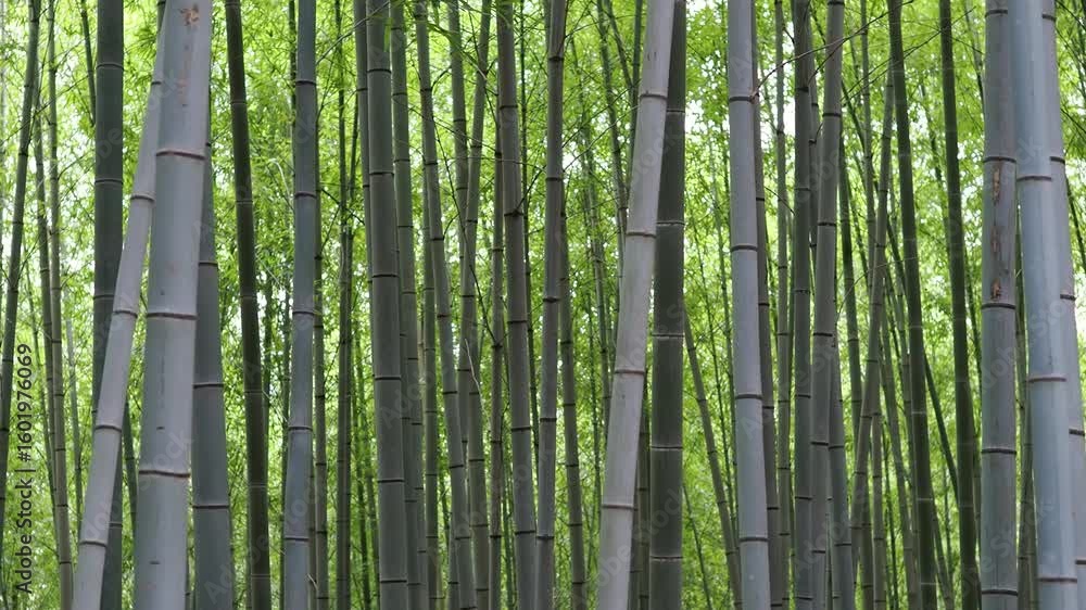 緑が広がる夏の竹薮 緑が広がる夏の竹薮
