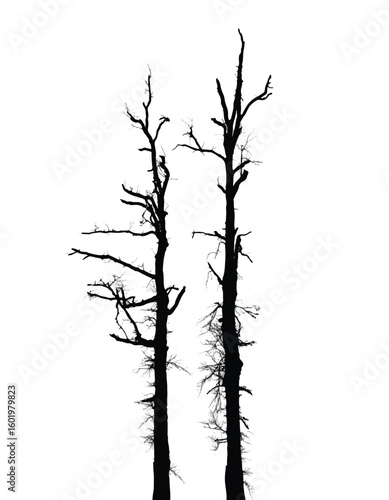 Silhouette of bare trees with branches isolated on white. Black and white vector illustration

