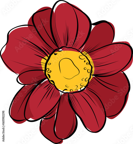 Burgundy chrysanthemum flower in bloom vector illustration