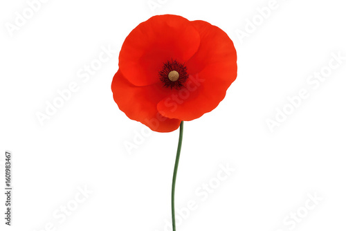 Red poppy flower blooming on transparent background, perfect for remembrance day or any project needing a touch of nature