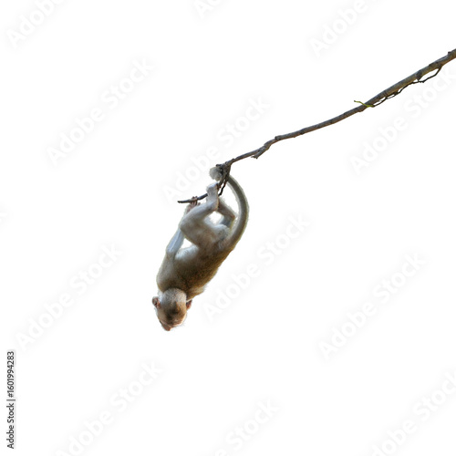 Macaca or monkey is hanging upside down posture from a tree branch looking like Tarzan, It's resisting the force of gravity, misbehave. Isolated on white background with clipping path and transparent