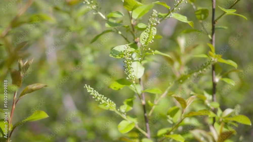 Pear tree buds in the morning light Pear tree buds in the morning light