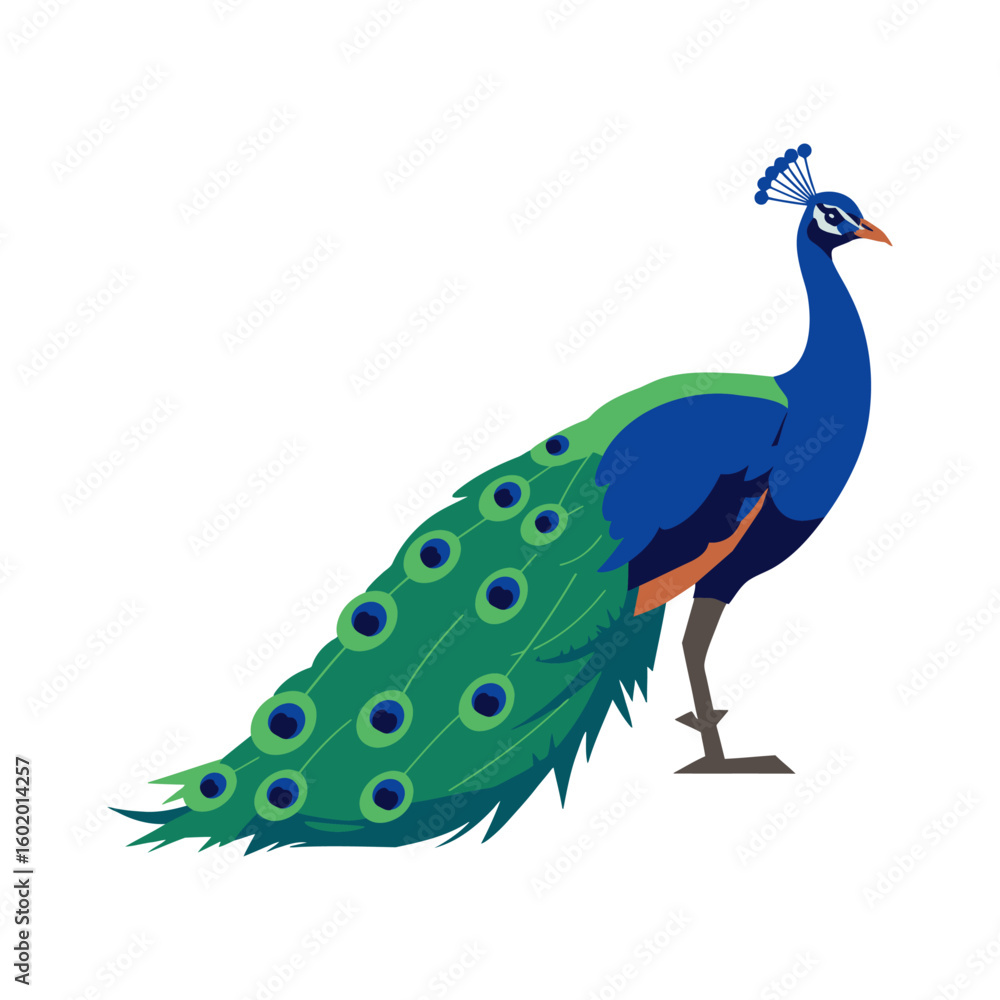 Obraz premium Majestic Blue Peacock with Vibrant Feathers Vector Illustration