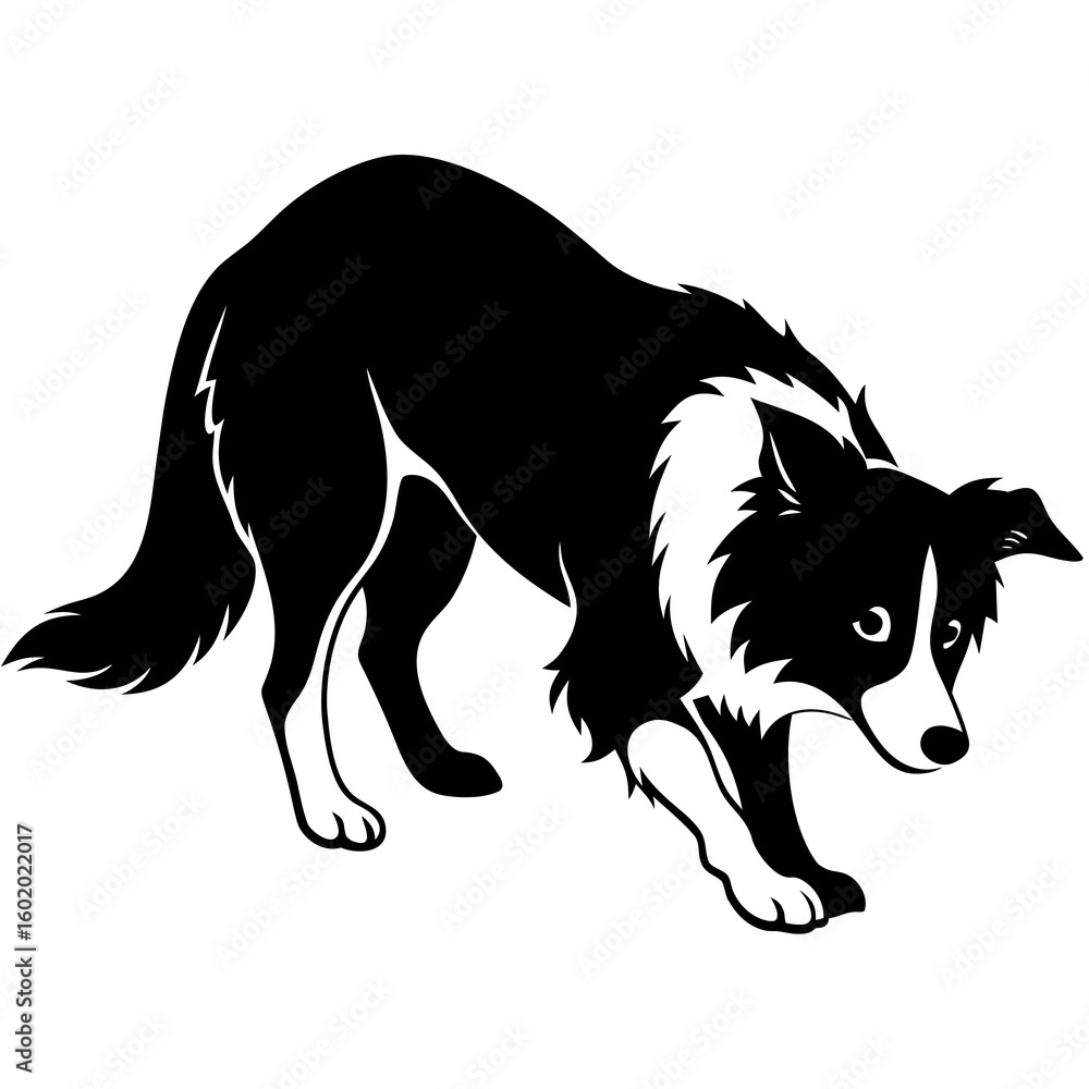 Fototapeta premium border collie dog