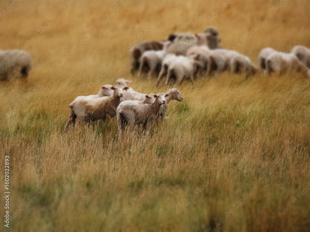 Obraz premium herd of sheep