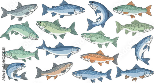 A collection of various trout fish illustrations in different colors and poses on a white background