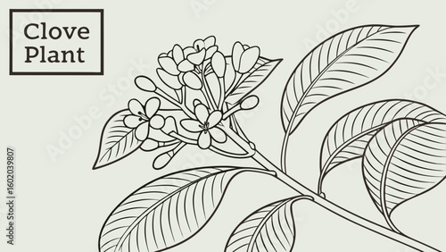Illustration of a clove plant branch with flowers and leaves in black outline on a light background created with generated ai