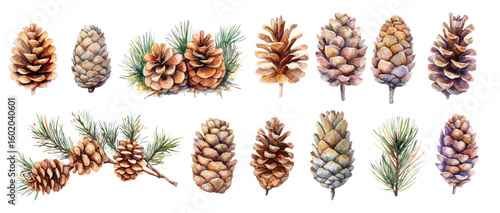 Christmas Watercolor pine corns and fir brunches decor Winter holiday illustration clip art