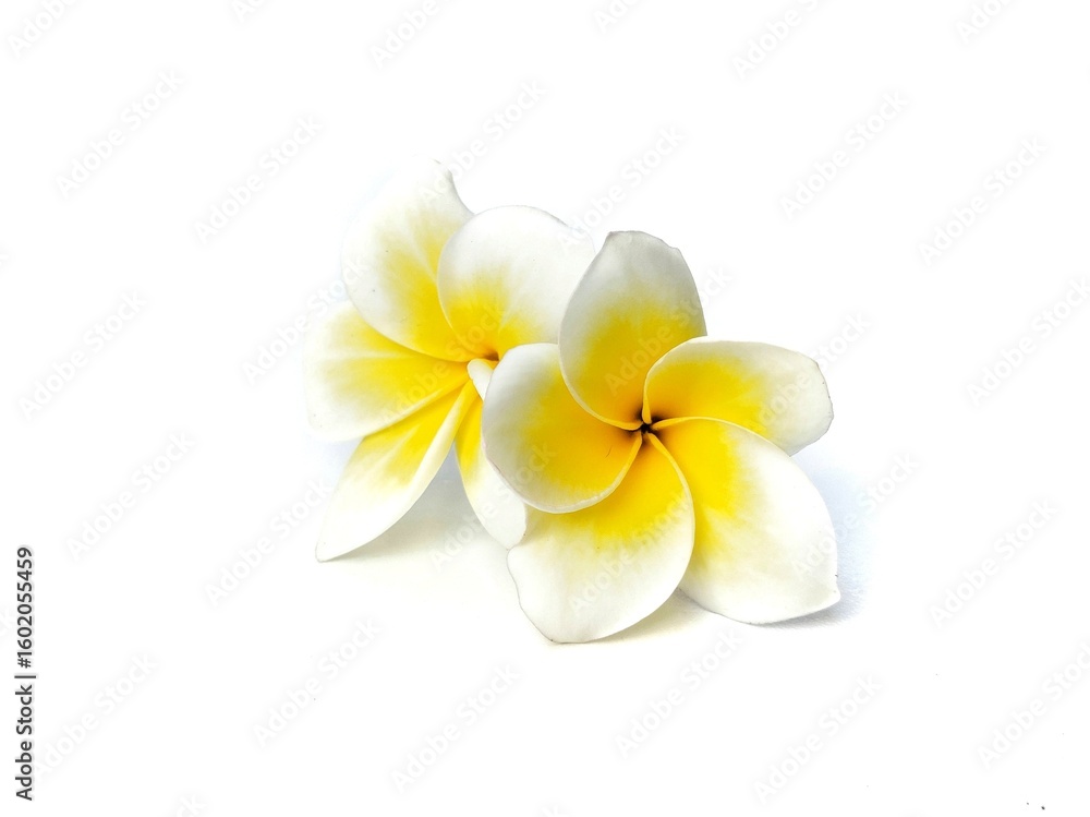 Naklejka premium Beautiful frangipani flowers (plumeria alba) isolated on white background. Botanical photography for creative Design