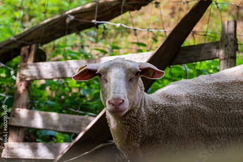 Petit matin à la ferme : la quiétude d'un mouton tondu, sous le clair-obscur vosgien