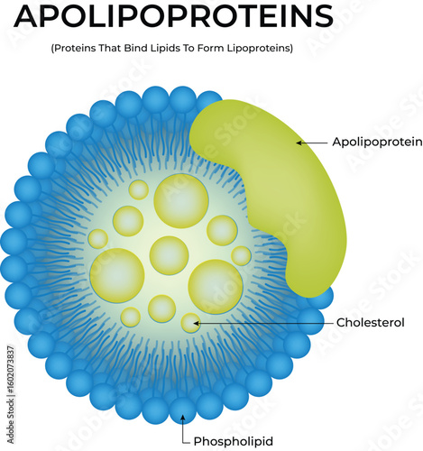 Apolipoprotein Phospholipid Cholesterol (Proteins That Bind Lipids To Form Lipoproteins) APOLIPOPROTEINS