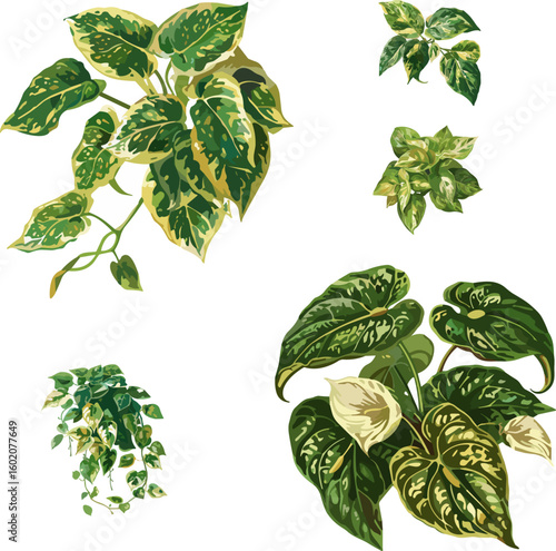Epipremnum Aureum leaves set in color style isolated on white and no background