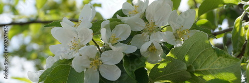 Beautiful and delicate apple flowers in the morning sun close up.  Apple blossom. Spring background.