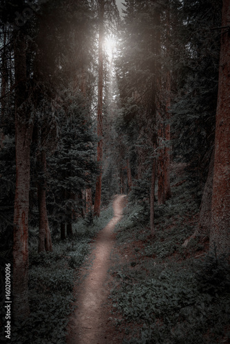 A Walk Through The Forest #2