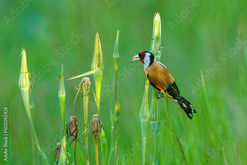 ptaki szczygły na trawach wyskubują ziarna © Henryk Niestrój