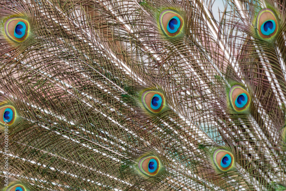 Obraz premium A close up of a peacock's feathers, with the blue