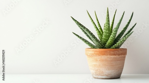 Fresh Green Aloe Vera Plant in Simple Clay Pot on Light Background