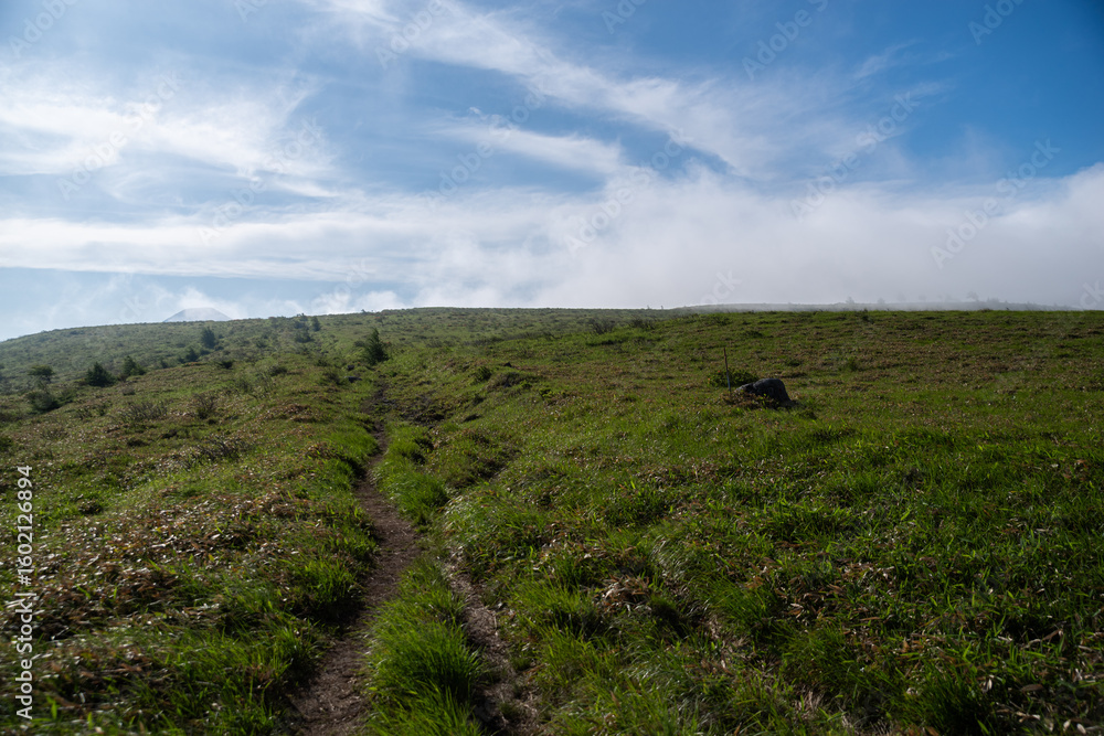 Fototapeta premium 爽やかな朝の高原 霧ヶ峰