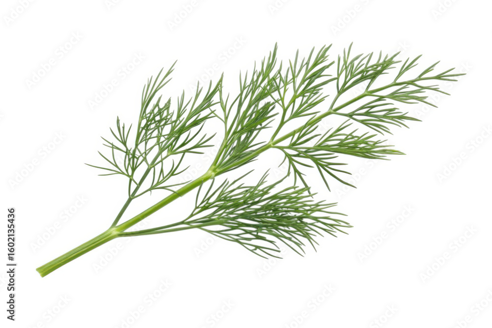 Fototapeta premium Fresh dill herb sprig isolated on transparent background