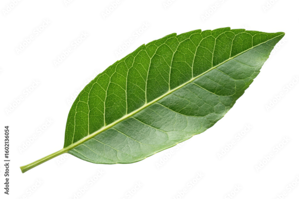 Obraz premium Single green leaf isolated on transparent background