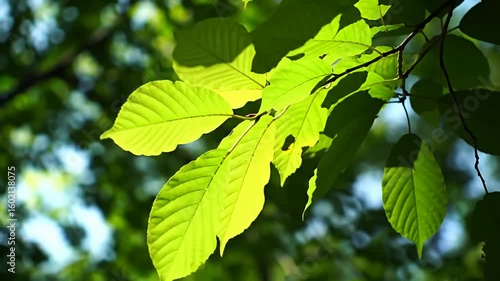 Sunlight through vibrant green leaves on a branch against blurred background