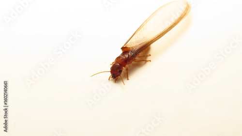 Termite exhibiting wings and antennae on a light surface during its reproductive phase
