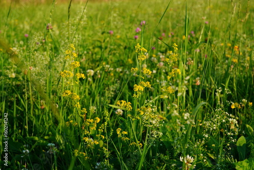 Closeup of galium verum (yellow bedstraw) flowers among grass, clover and galium album on meadow in Transylvania, Romania on summer
