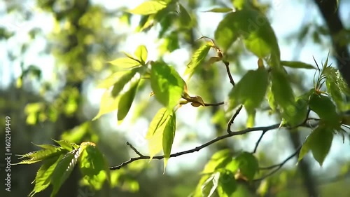 Springtime leaves glow in sunlight, branches reach toward the sky, a blur of greenery