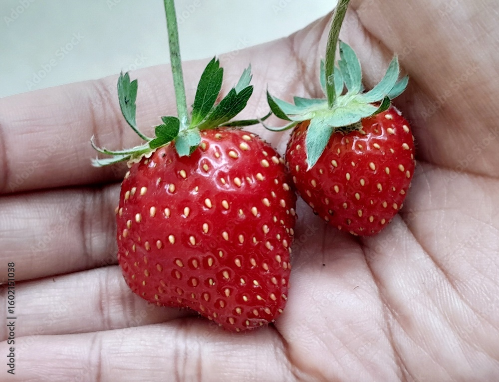 Obraz premium strawberries in hand. close up and texture of large and small strawberries 