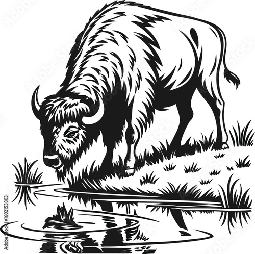 Buffalo bending down to drink