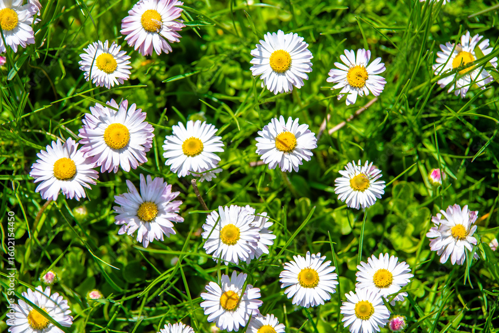 Obraz premium White small daisies blooming on grass background