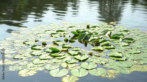 Lily pads float on a pond, reflecting the sky