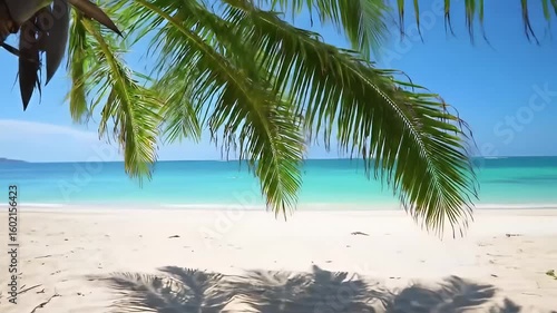 Palm tree on a sunny beach