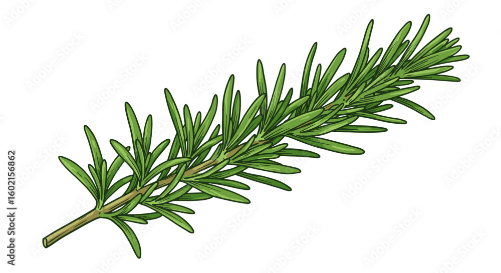 Fototapeta premium Realistic rosemary herb sprig with detailed green leaves on white back